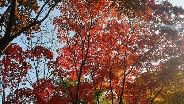 서울 남산은 16일 주말을 낮아 막바지 가을의 정취를 즐기려는 사람들로 아침부터 붐볐다.copyright 데일리중앙