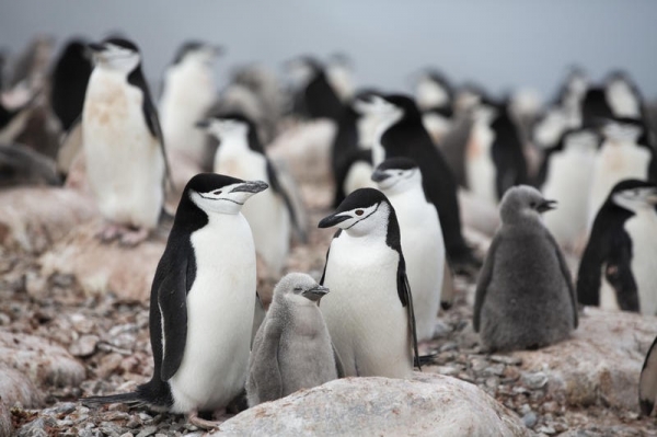 남극 턱끈펭귄 7만 쌍이 사라졌다고 그린피스가 11일 발표했다. 남극 로우섬의 턱끈펭귄 무리. (사진=그린피스)  copyright 데일리중앙