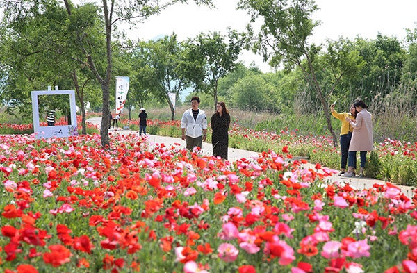 밀양시 초동면의 2.5km에 이르는 연가길이 붉은 자태의 꽃양귀비가 꽃망울을 터트리며 대장관을 연출하고 있다. (사진=밀양시)copyright 데일리중앙