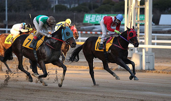 한국마사회 의정부지사가 최근 19개월 간 밀실(VIP실)에서 운영한 환급률이 100%를 넘는 등 전문 도박단 수준을 보여 자체 감사를 통해 적발돼 해당 지사장이 직위를 해제당하는 등 중징계를 받은 걸로 나타났다. (사진=마사회)copyright 데일리중앙