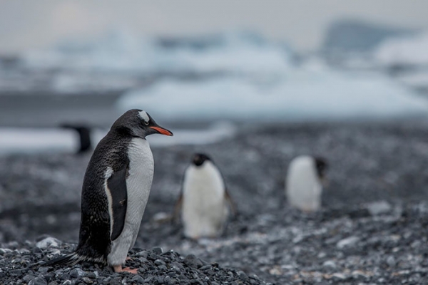 그린피스의 남극 탐사에서 펭귄 서식지가 더 남쪽으로 이동하고 해빙은 사상 최저 수준으로 줄어드는 등 기후위기 징후가 발견됐다. 너무 추워 젠투펭귄이 서식하기에는 적합하지 않은 지역으로 알려진 남극 안데르손 섬에서 젠투펭귄 무리가 발견됐다. (사진=그린피스)copyright 데일리중앙