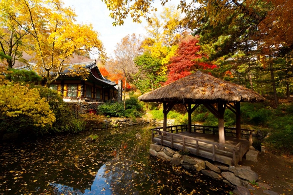 가을 나들이 명소로 유명한 한국민속촌은 걷기만 해도 가을 단풍을 느낄 수 있다. 사진은 한국민속촌 가을 풍경. (사진=한국민속촌)copyright 데일리중앙