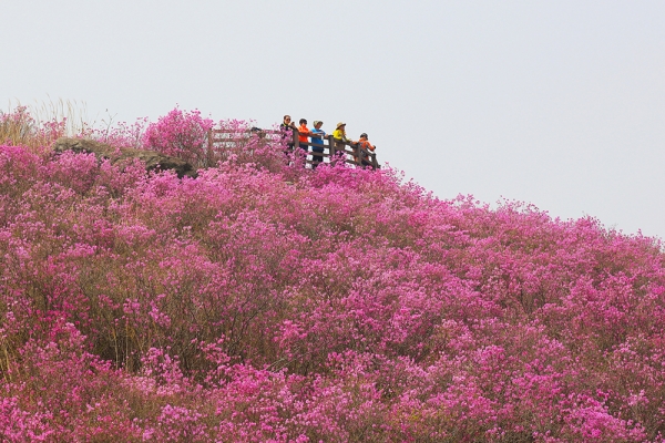 종남산을 뒤덮은 진달래. (사진=밀양시)copyright 데일리중앙