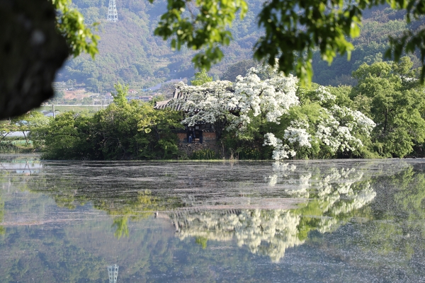 위양 연못에 흐드러진 이팝나무. (사진=밀양시)copyright 데일리중앙