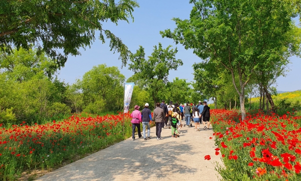 봄에는 꽃양귀비, 가을에는 코스모스. 꽃과 강이 있는 그곳, 사계절 사람들의 발길 끊이지 않는 밀양 초동연가길이다. 위에서부터 초동연가길 꽃양귀비, 자연쉼터, 지난해 초동연가길 걷기대회 모습. (사진=밀양시)copyright 데일리중앙