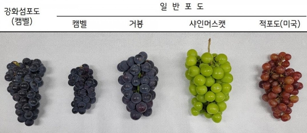 인천 강화섬포도가 다른 품종에 비해 더 달고(Brix 18.0) 더 새콤(㏗ 3.3)한 맛이 나는 것으로 확인됐다. (사진=인천시)copyright 데일리중앙