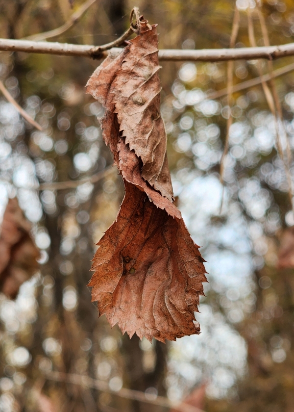 한 해의 마지막 달 12월. 오-헨리의 '마지막 잎새'처럼 한 장 남은 달력이 회한의 시간속에 매달려 떨고 있다.copyright 데일리중앙