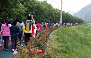 밀양 무안면 장미꽃길 걷기 행사에 400여 명 참석 대성황