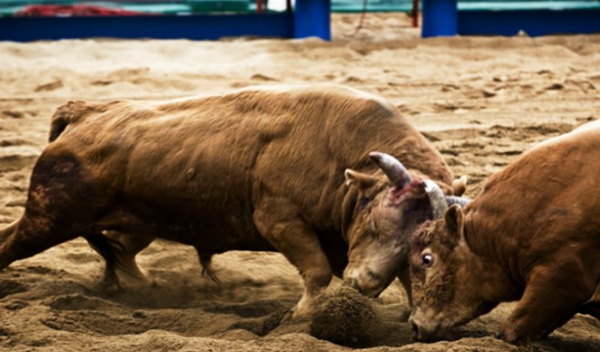 동물권행동 카라는 6일 정읍시를 향해 소싸움 예산 재편성을 멈추고 소싸움 대회를 당장 폐지할 것을 촉구했다.(사진=한국우사회)copyright 데일리중앙