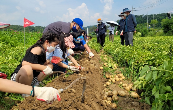 성남시 농업기술센터는 오는 21~24일 성남 도심 한복판에서 '감자 수확' 농업 체험행사를 연다. 참가비는 없고 수확한 감자는 한 사람당 2~3kg씩 가져갈 수도 있다. (사진=성남시)copyright 데일리중앙