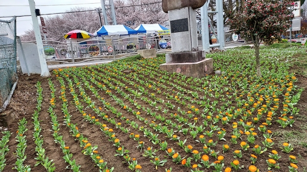 밀양시 삼랑진읍은 '삼랑진 딸기시배지 축제'를 맞아 삼랑진을 찾는 관광객과 주민들을 위해 24일 봄꽃 심기를 마무리하고 적극 홍보에 나섰다. (사진=밀양시)copyright 데일리중앙